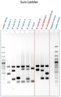 Combination of in silico and molecular techniques for discrimination and virulence characterization of marine Brucella ceti and Brucella pinnipedialis